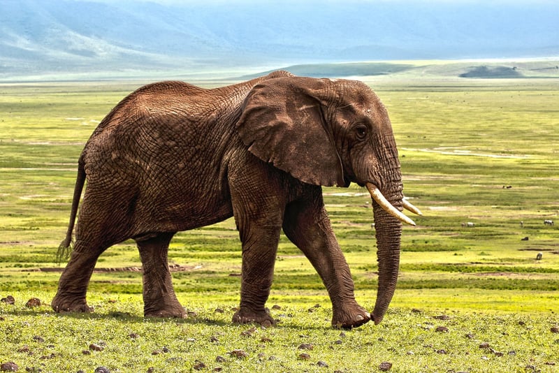 Elephant in the jungle