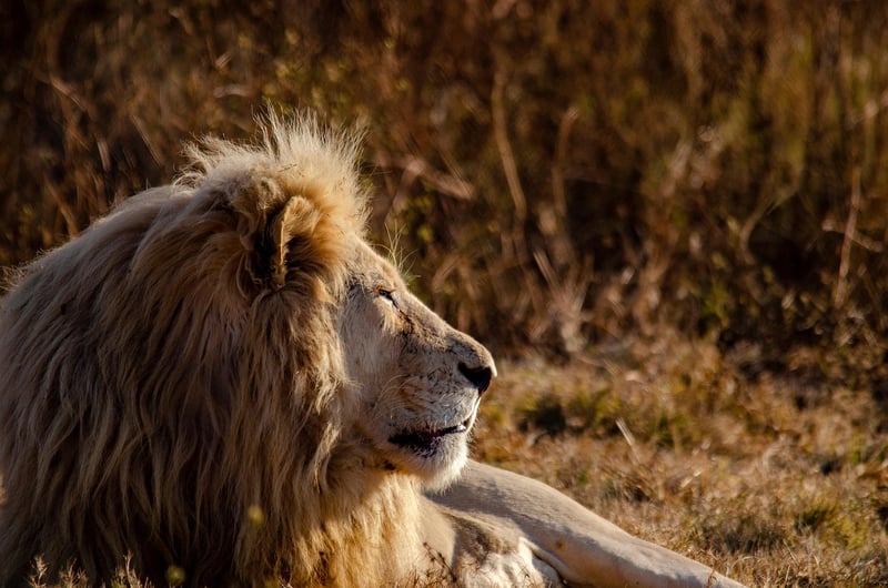 Lion in the wild