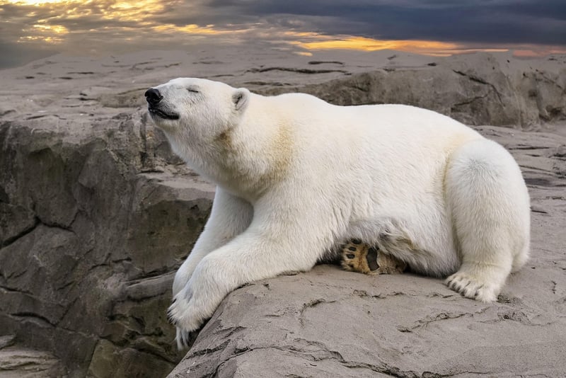 Wrangel Island, Russia